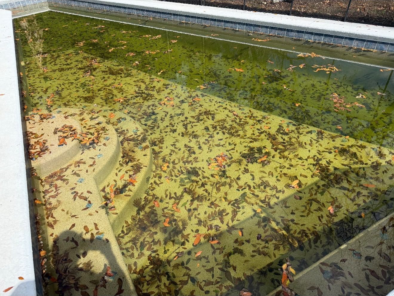 Green, algae-covered pool before FJ Pool Services recovery